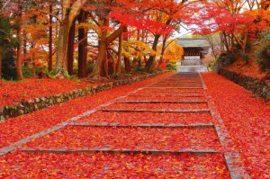 В Японии начинается сезон красных кленов