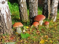 К чему снятся грибы белые