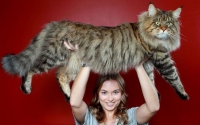 ТОП 10 самых больших домашних кошек