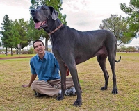 ТОП 10 самых больших собак в мире